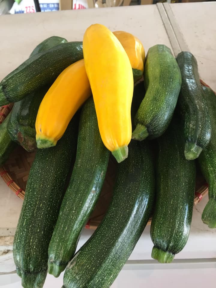 Bí ngòi xanh, vàng